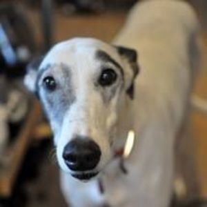 Meet your Posher, Nanci